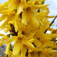 Цветущий май. Форзиция :: Наталья Герасимова