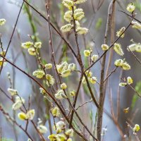 Весна. :: Виктор Иванович Чернюк