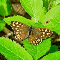 Майские бабочки :: Милешкин Владимир Алексеевич 