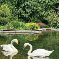 Лебеди на пруду... :: Георгиевич 