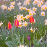 Цветы :: Сергей Кочнев