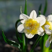 Утренние цветы :: Dmitry i Mary S Утренние цветы :: Dmitry i Mary S