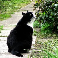 Наблюдает за скворцами :: Людмила Смородинская