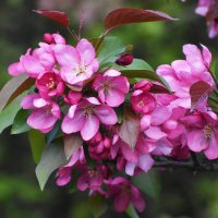 Весна в Ботаническом... :: Наташа ***** Весна в Ботаническом... :: Наташа *****