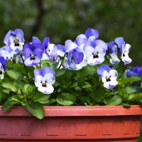 Весна в Ботаническом... :: Наташа *****