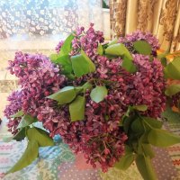 Букет сирени :: Елена Семигина