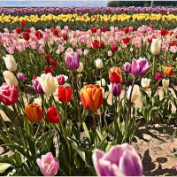 Тюдьпаны. :: Валерия Комова