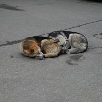 Хранители рынка) :: Митяй Митрич