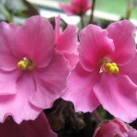 Фиалка :: Елена Семигина