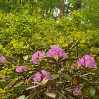 РОДОДЕНДРОНОВЫЙ РАЙ :: Tata Wolf