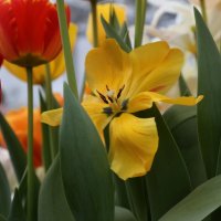 Тюльпаны :: ZNatasha -