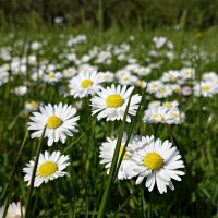 Как прекрасен цветочный ковер!. :: Галина 