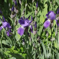 Ирисы :: Freddy 97