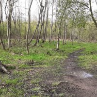 Май :: Наталья Герасимова