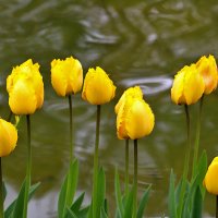 Солнечные :: Светлана 