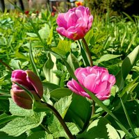 Тюльпаны в городском саду :: Мария Васильева Тюльпаны в городском саду :: Мария Васильева