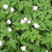 Цветущий май. Ветреница :: Наталья Герасимова