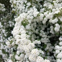 Цветение :: Татьяна Пальчикова