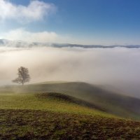 Туманное утро :: Максимка 