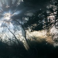 Туман и солнце :: Валерий Т