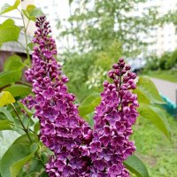 Расцвела сирень :: Татьяна Тюменка