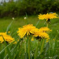 Про одуванчики... :: Николай Гирш