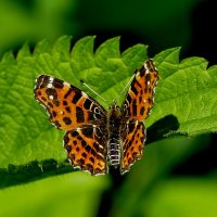 Бабочки, снятые сегодня 3 :: Александр Прокудин Бабочки, снятые сегодня 3 :: Александр Прокудин