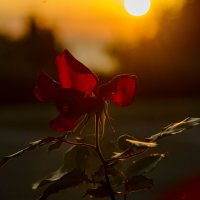 * :: Осень 