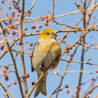 Щур. :: Виктор Иванович Чернюк Щур. :: Виктор Иванович Чернюк