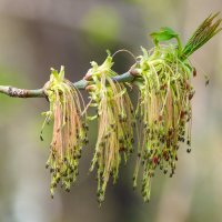 *** :: Виктор Иванович Чернюк