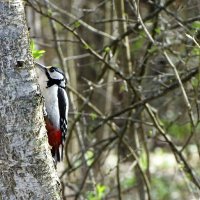 Санитар леса :: Милешкин Владимир Алексеевич 