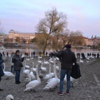 На берегу Влтавы: смешались лебеди и люди :: Надежда 