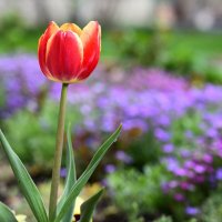 Месяц май :: Петр 