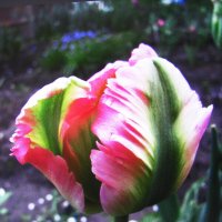 Тюльпан попугайный :: Людмила Смородинская