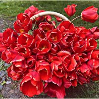 Корзина красных. :: Валерия Комова Корзина красных. :: Валерия Комова