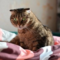 Проснулась, потянулась и… :: Владислав Левашов