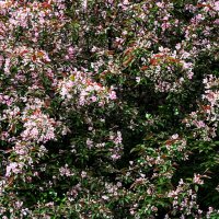 И всё же не все лепестки опали,,,, :: Анатолий Колосов