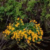 Калужница болотная :: Светлана Мишенёва