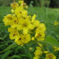 Вербейник :: Anna Ivanova Вербейник :: Anna Ivanova