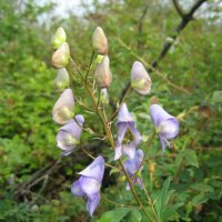 Аконит :: Anna Ivanova Аконит :: Anna Ivanova