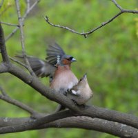 Зяблики. Продолжение жизни :: Николай 