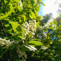 Черёмуха духмяная цветами облита :: Анастасия Логинова