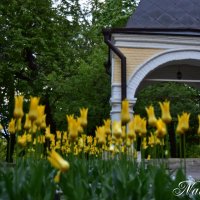 *** :: Наталья Вязигина