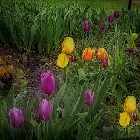 Тюльпаны :: Владимир Кроливец