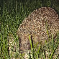 Ёжик прибежал :: Sergei Vikulov