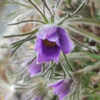 Подснежник :: Aleksandra Chochaeva