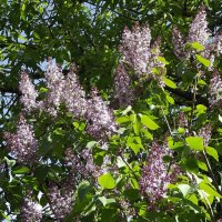 Расцвела сирень в моём садочке... :: Freddy 97