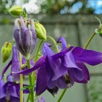 Аквилегия зацвела :: Наталья 