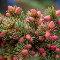 Землянички на ёлочке. :: Анатолий. Chesnavik.