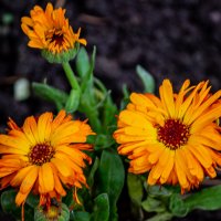 Трио :: Светлана SvetNika17 Трио :: Светлана SvetNika17